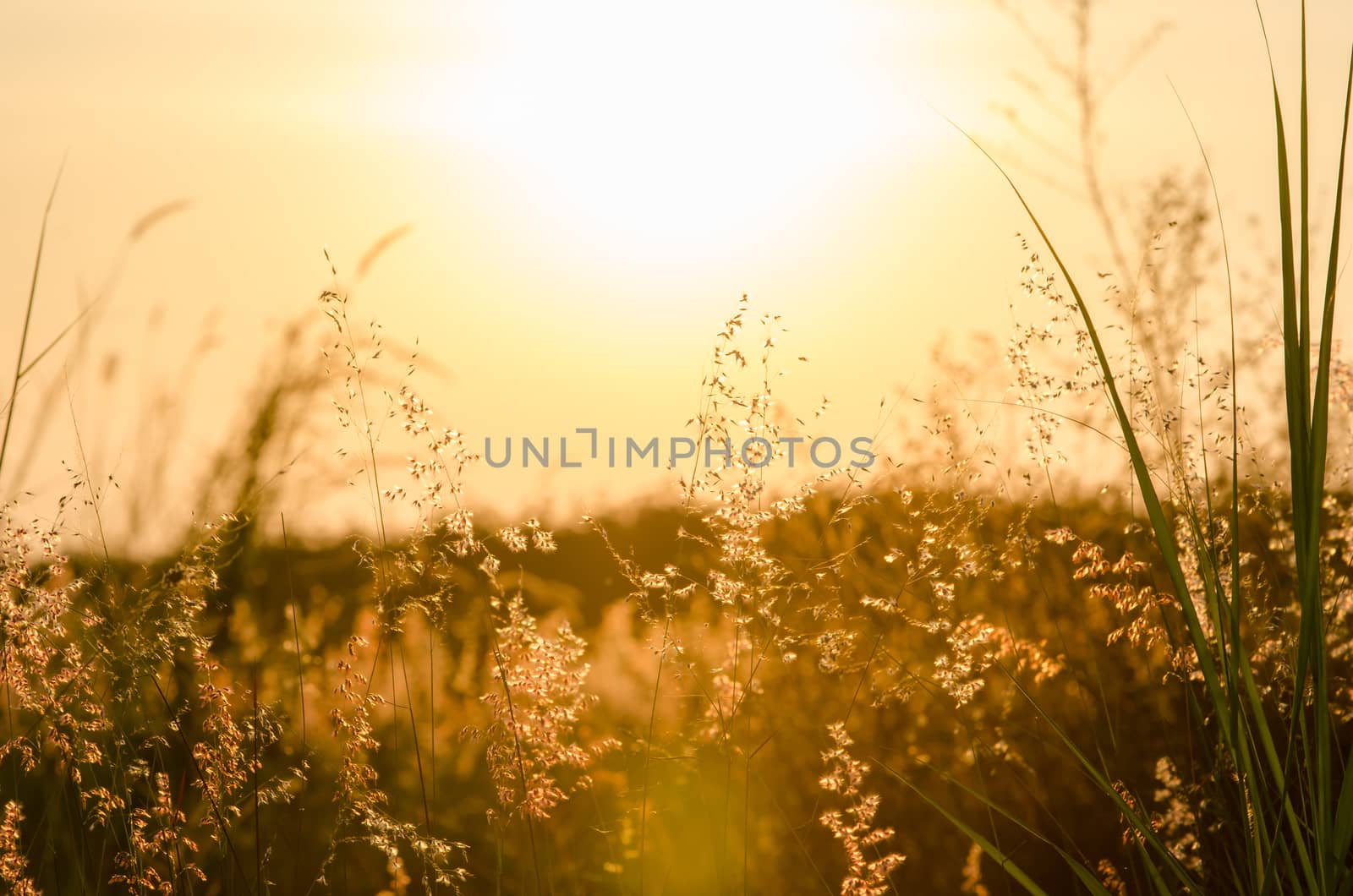 Abstract nature background with flowering grass in the meadow and sunset in the wind