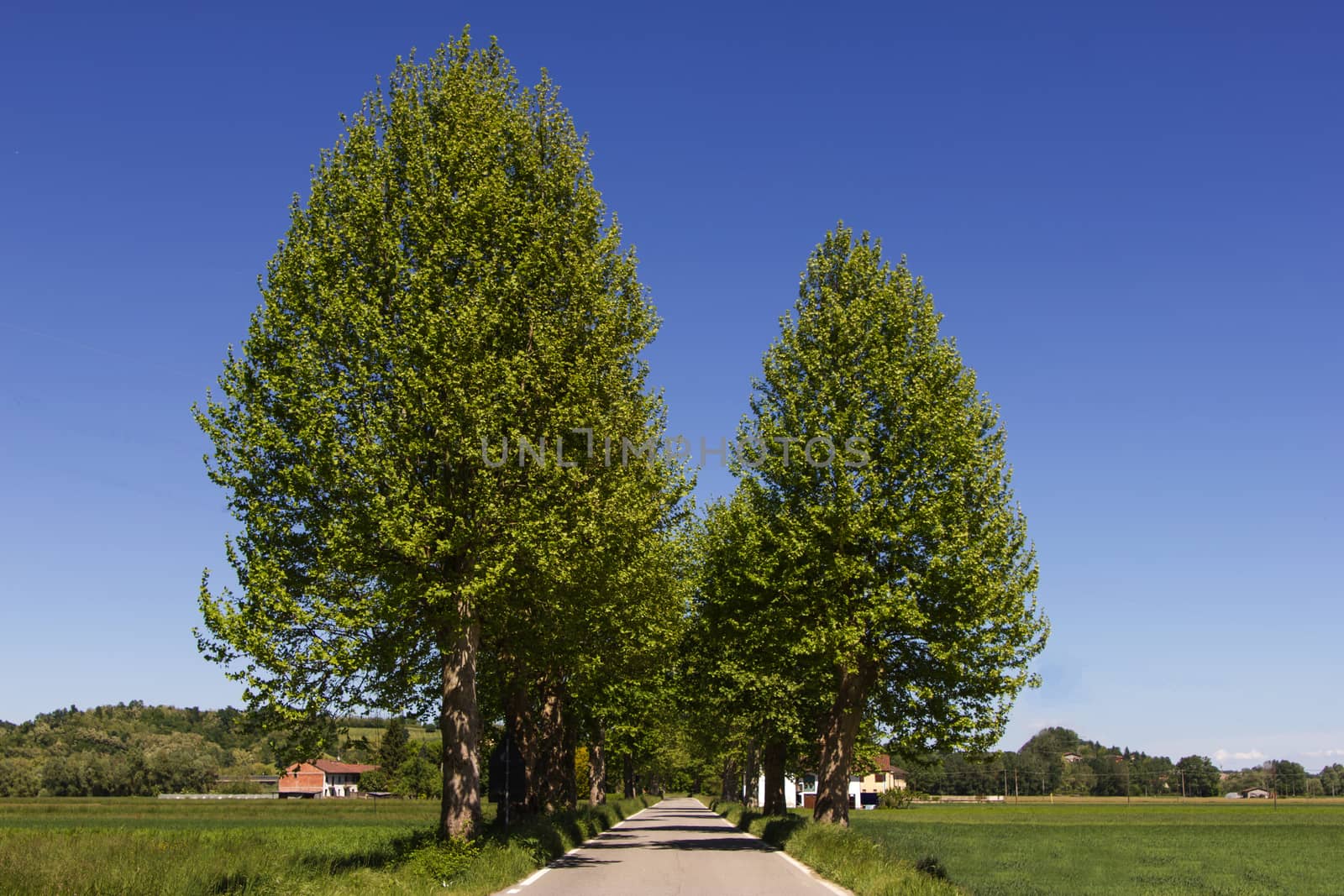 Tree lined country road in northern Italy by huntz