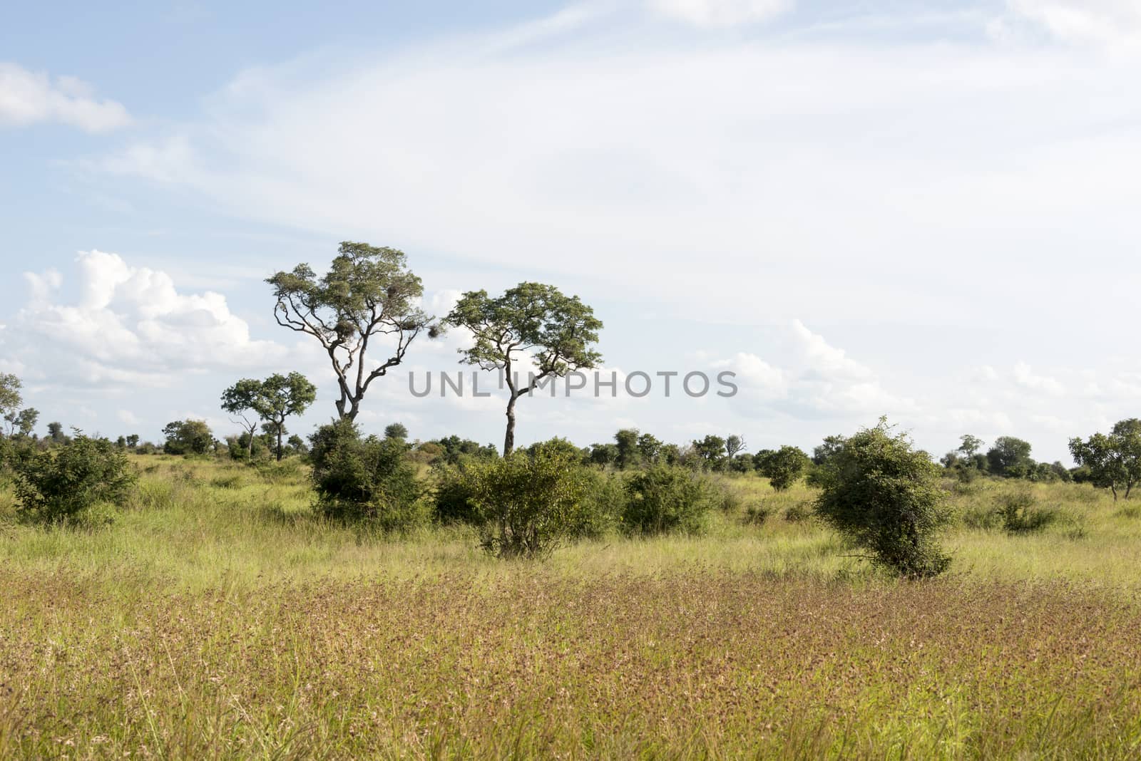 safari in kruger national park south africa by compuinfoto