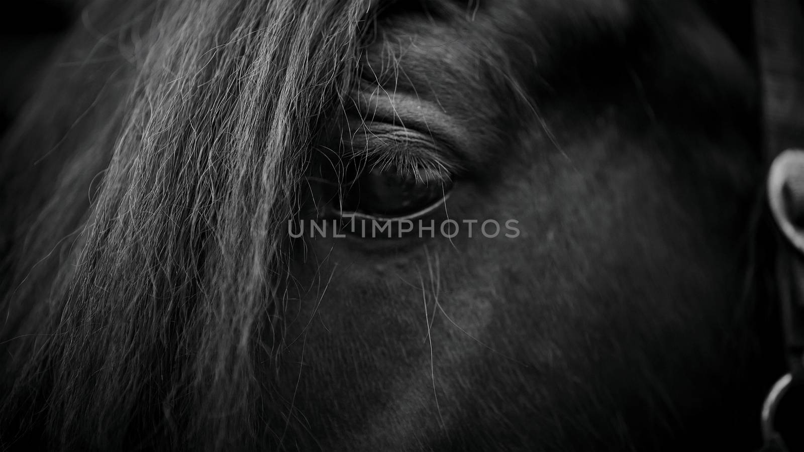 Eye of a horse. by Azaliya