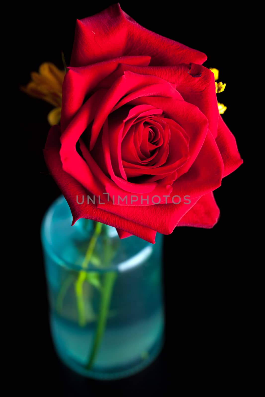 Red rose in a vase macro closeup showing the petals.  Shallow depth of field.