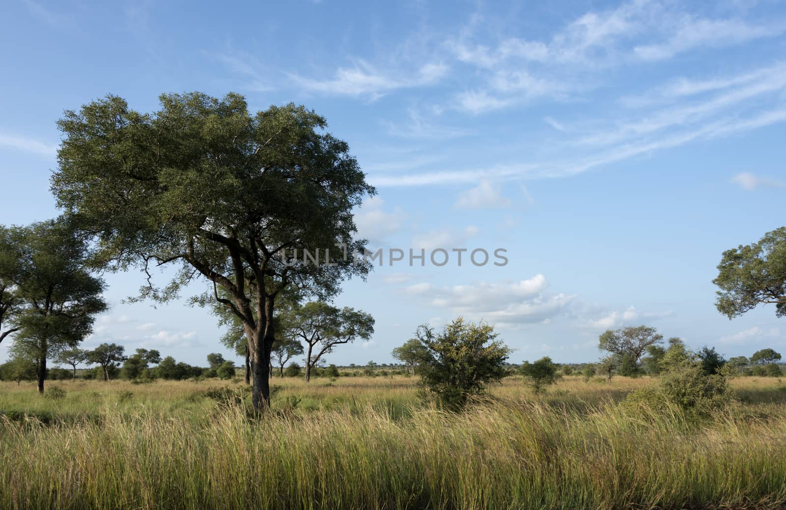 safari in kruger national park south africa by compuinfoto