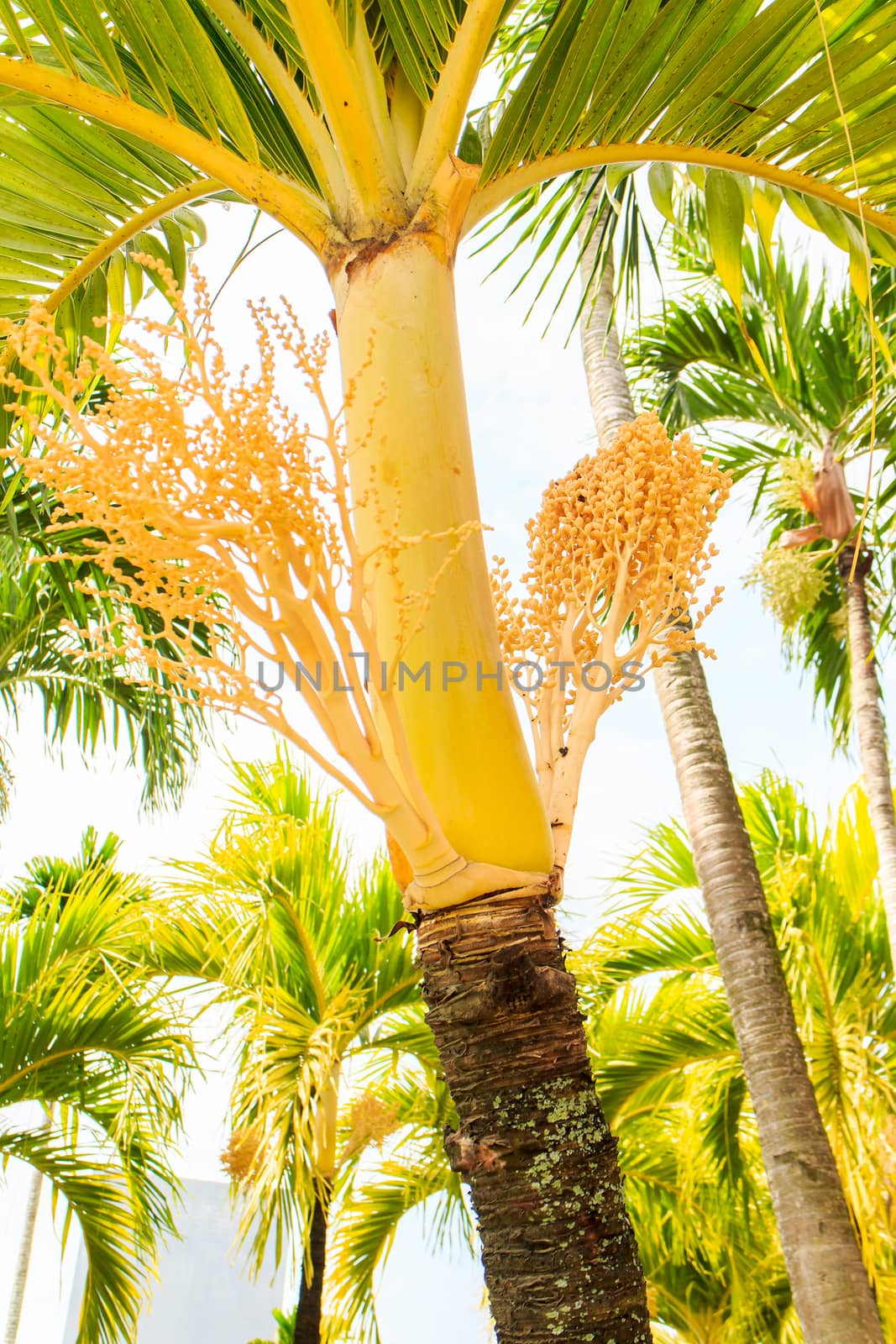 This tree is also called Manila Palm or in Latin Adonidia Merrillii 