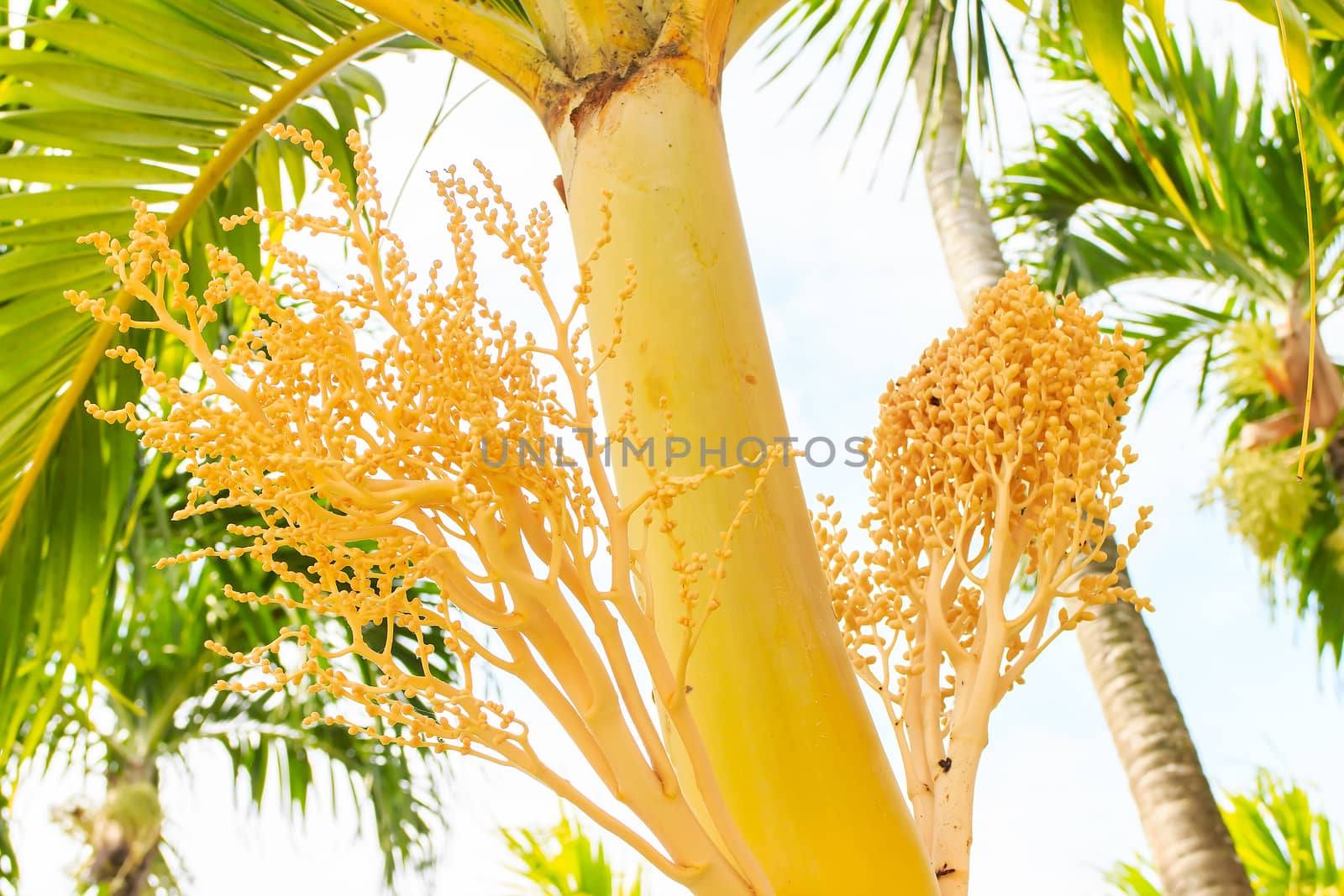 This tree is also called Manila Palm or in Latin Adonidia Merrillii 