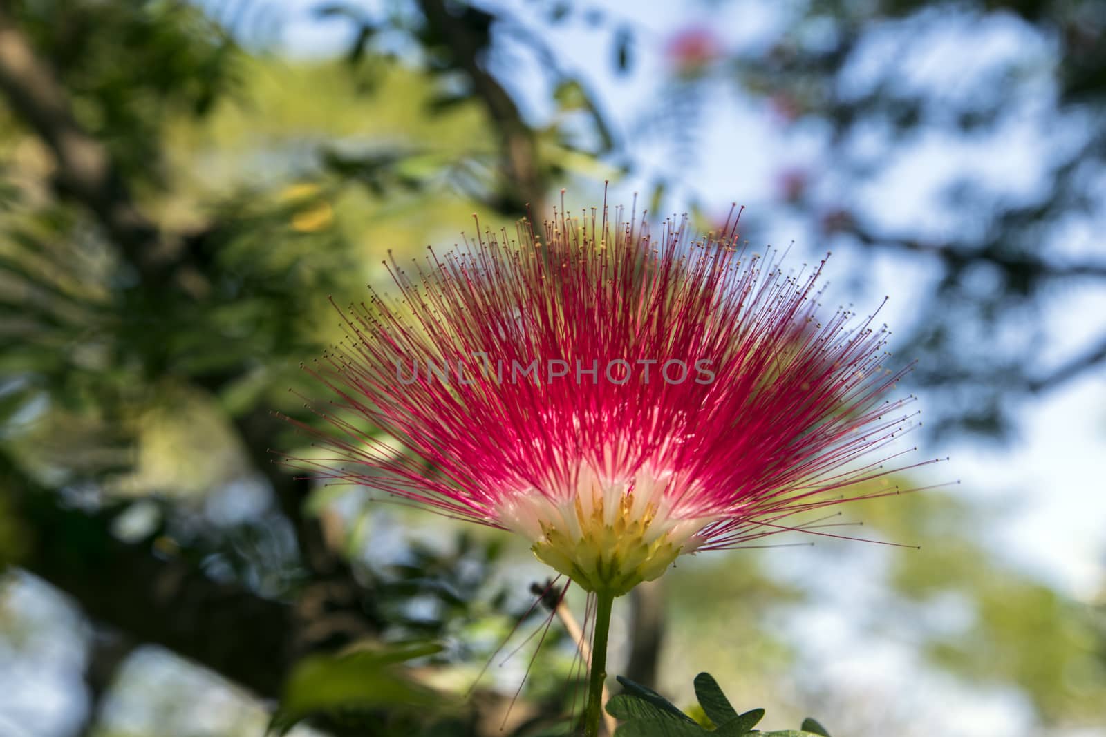 Flower in Park of Chiang Mai, Thailand.