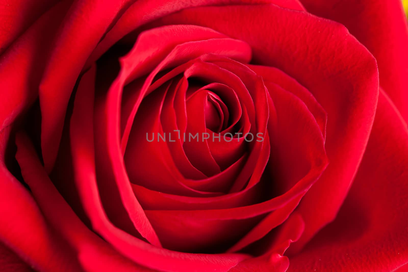 Red Rose Macro by graficallyminded