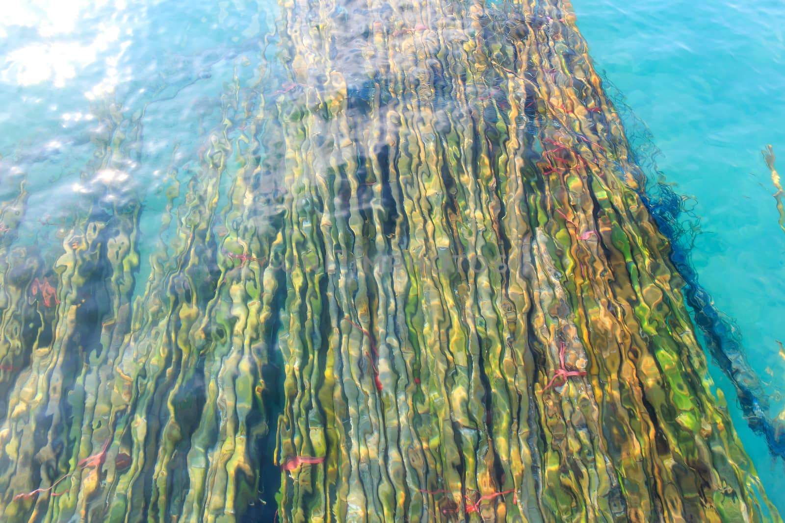 a bamboos under sea for build etc. 
