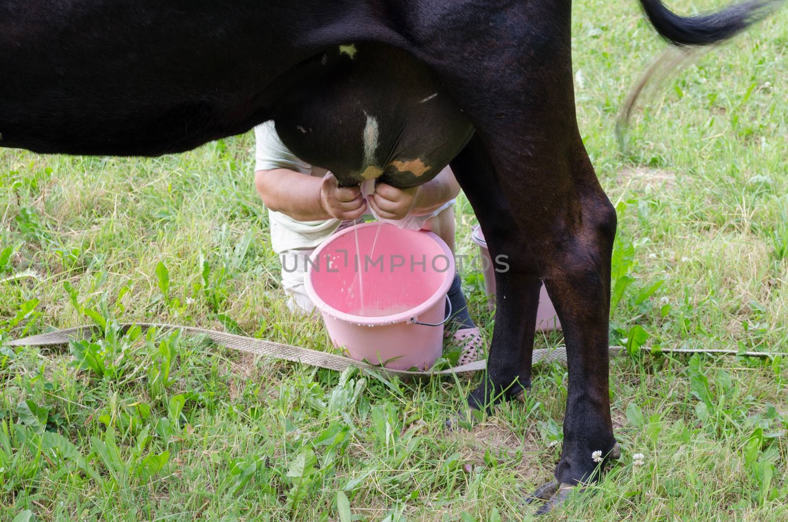 farmer hands milk from cow dug to plastic bucket by sauletas