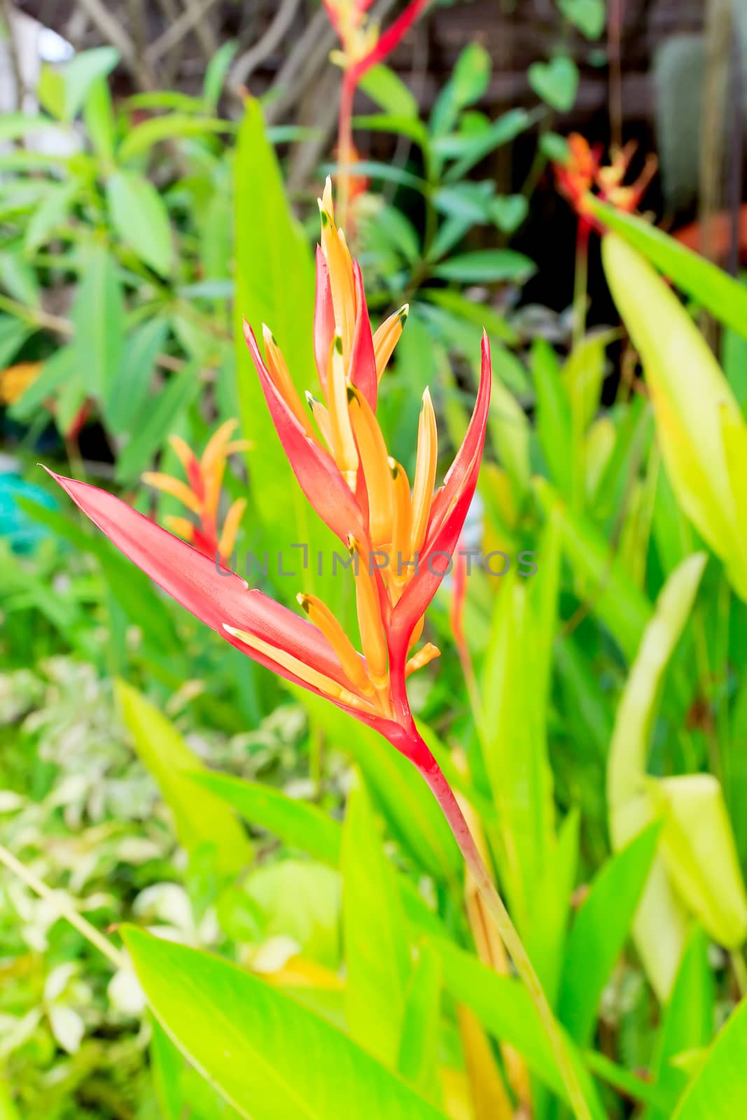 Bird of paradise flower on green background.