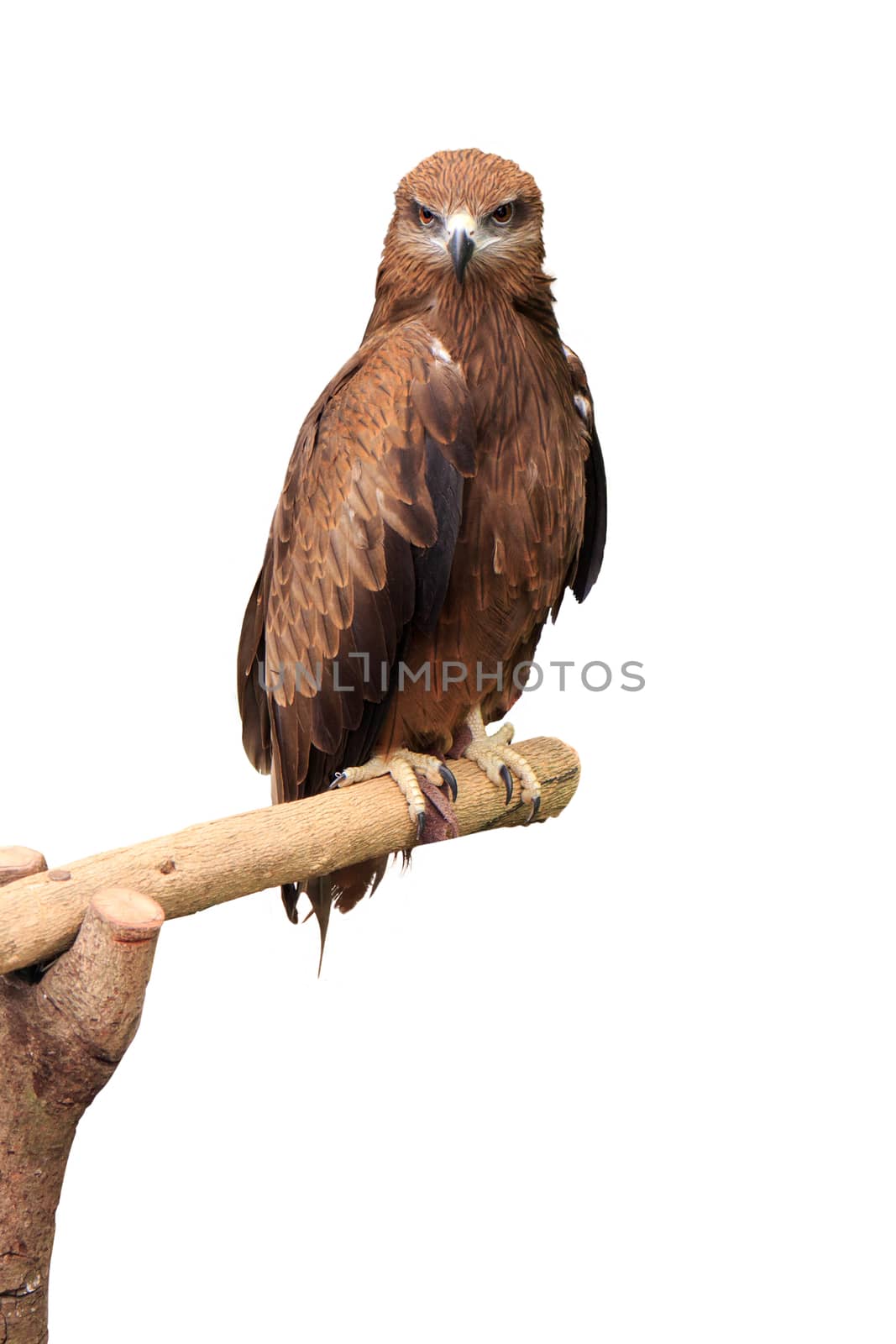 Black Kite (Milvus migrans) stand on the branch on white background.