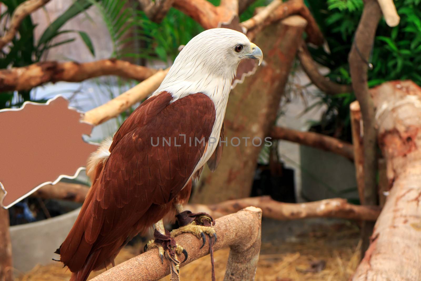 Brahminy Kite (Haliastur indus) stand on the branch.