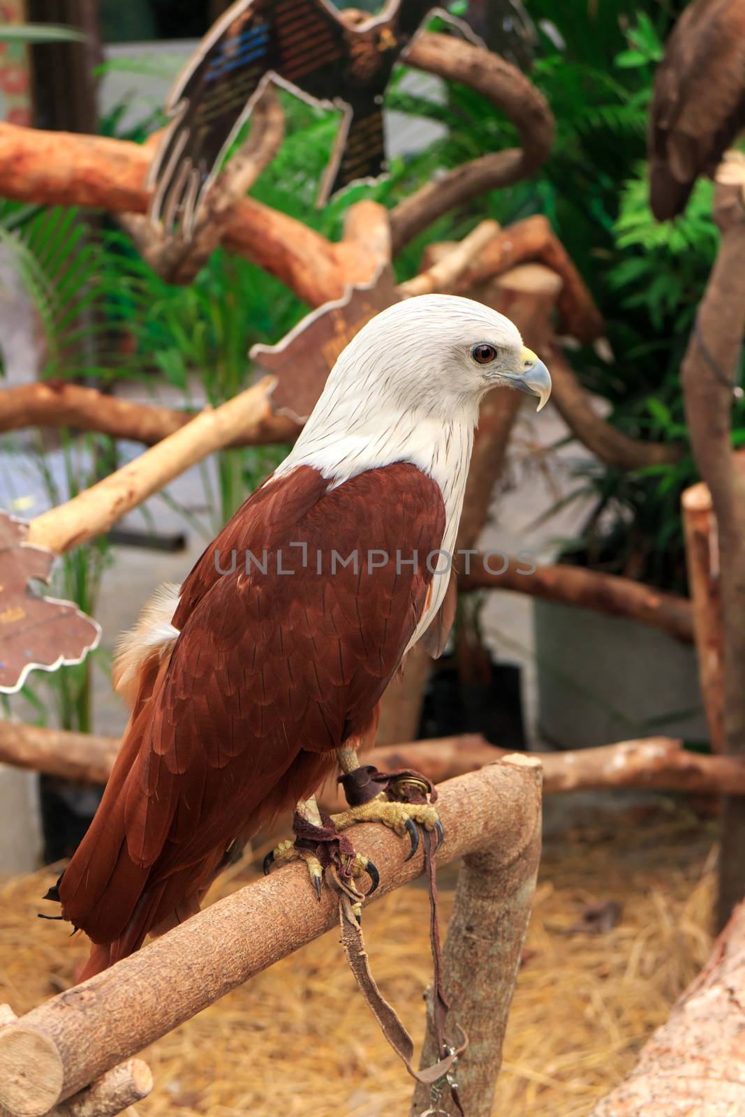 Brahminy Kite (Haliastur indus) stand on the branch.