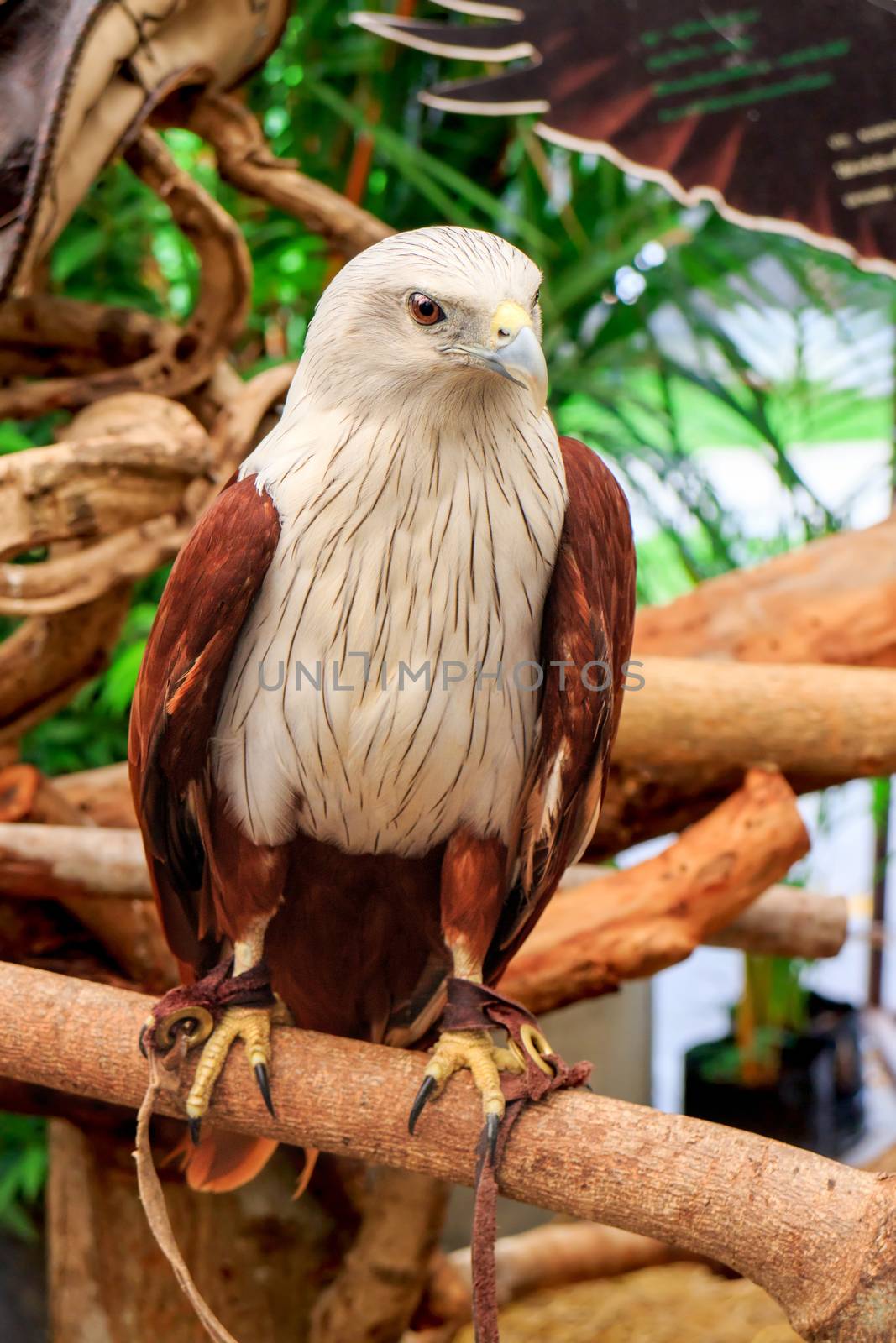 Brahminy Kite (Haliastur indus) stand on the branch.