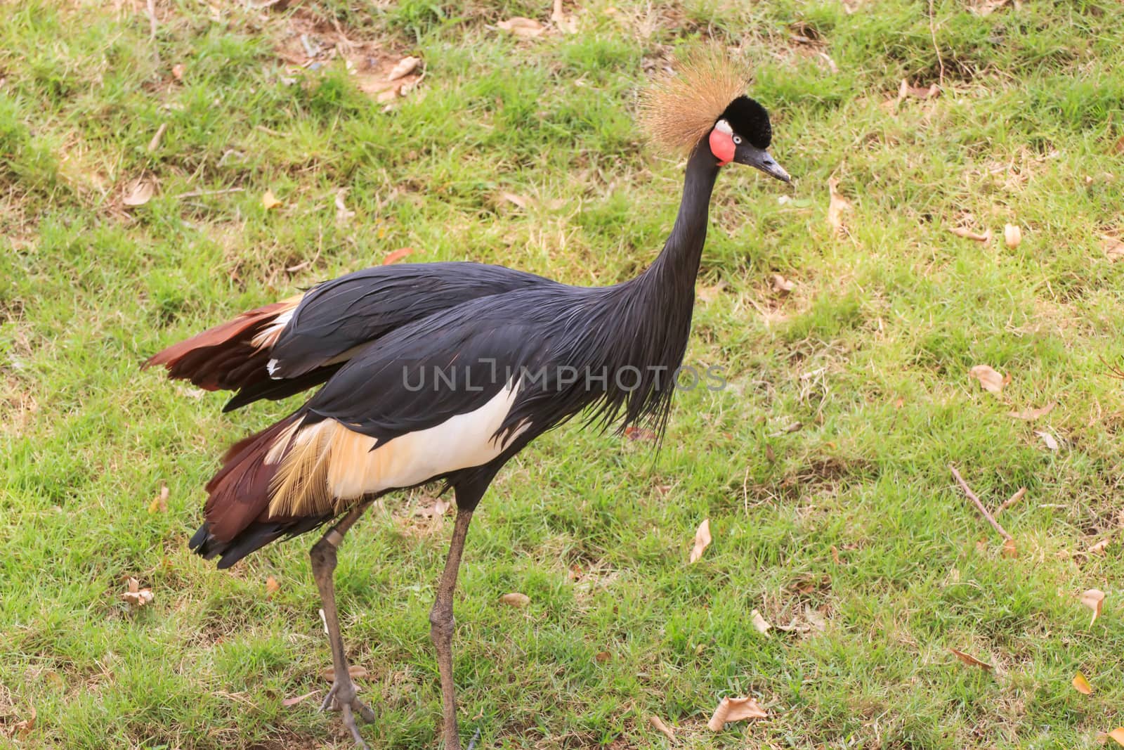 Black crowned crane in a Zoo Khao Kheow.