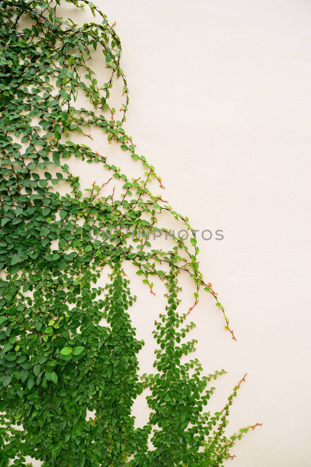 Wall of Ivy by antpkr