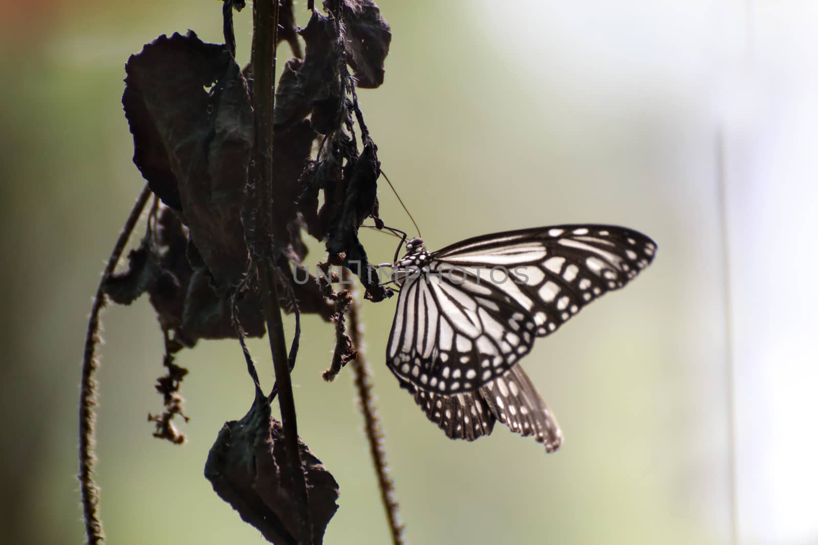 Beautiful butterfly on a branch in a garden.