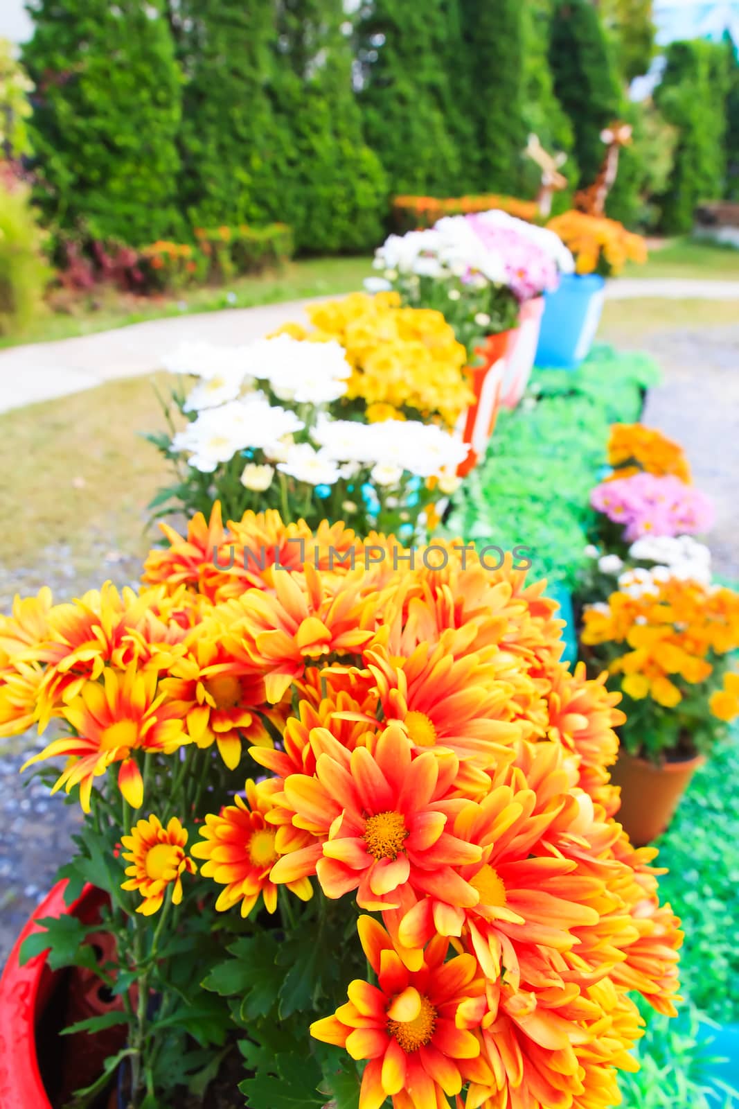 The Chrysanthemum flower multiple colors in the garden.