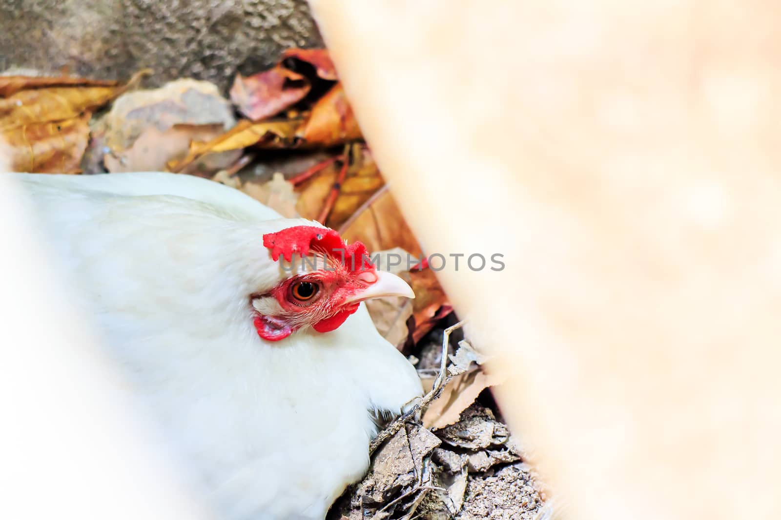 Chicken hatching eggs for hiding. Shot zoom in.