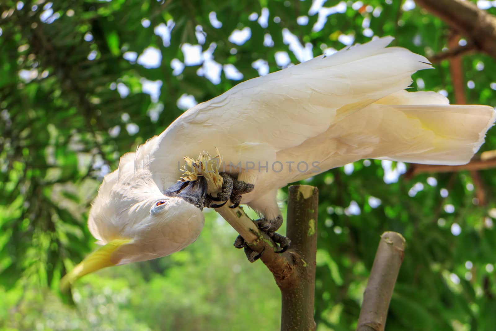 Sulphur Crested Cockatoo (Cacatua galerita) on branch in a tree in the Zoo Khao Kheow.