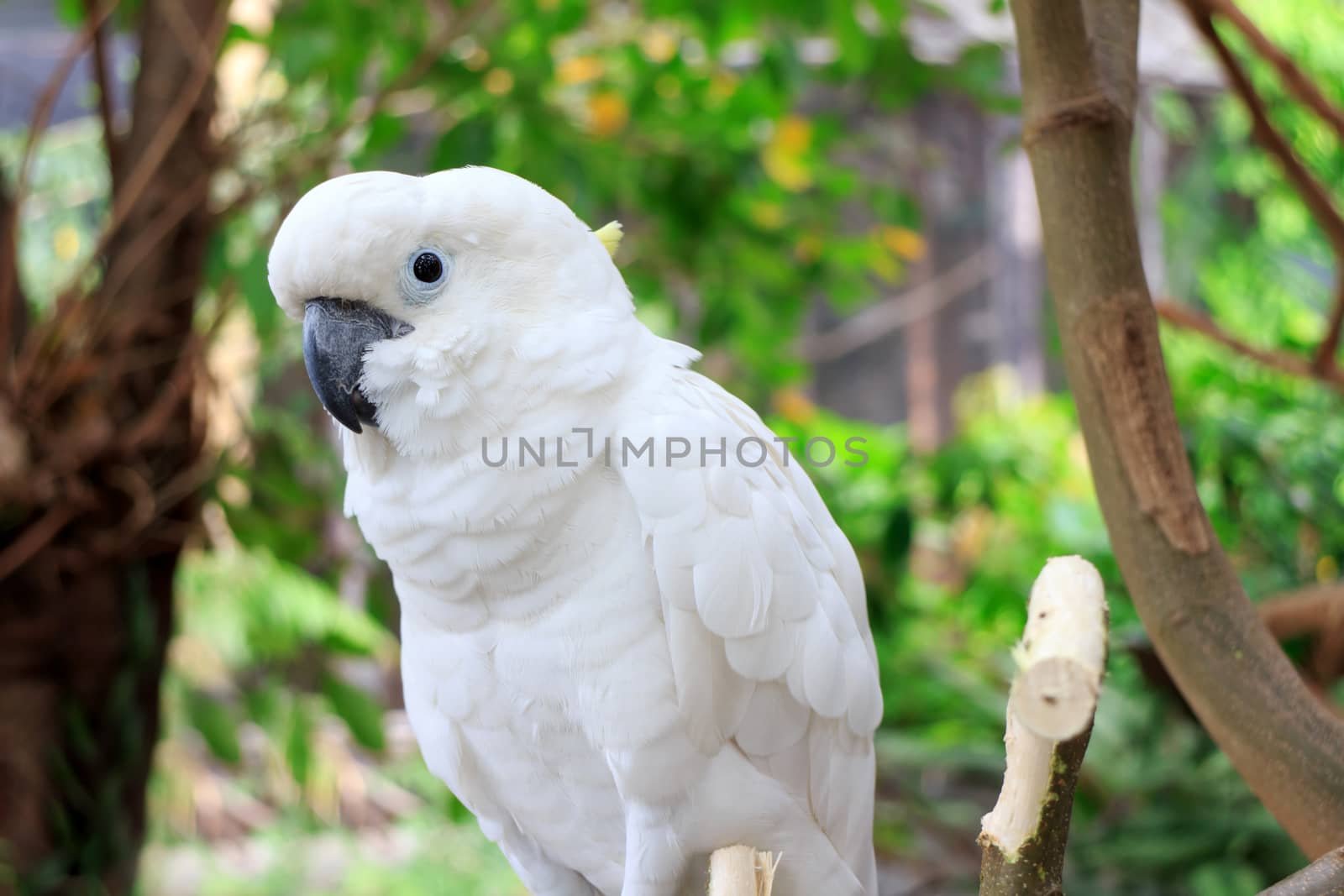 Sulphur Crested Cockatoo (Cacatua galerita) on branch in a tree in the Zoo Khao Kheow.