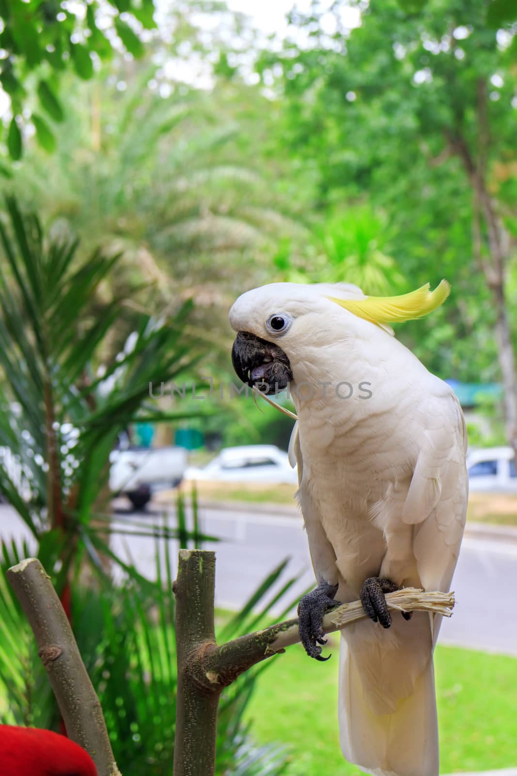 Sulphur Crested Cockatoo (Cacatua galerita) on branch in a tree in the Zoo Khao Kheow.