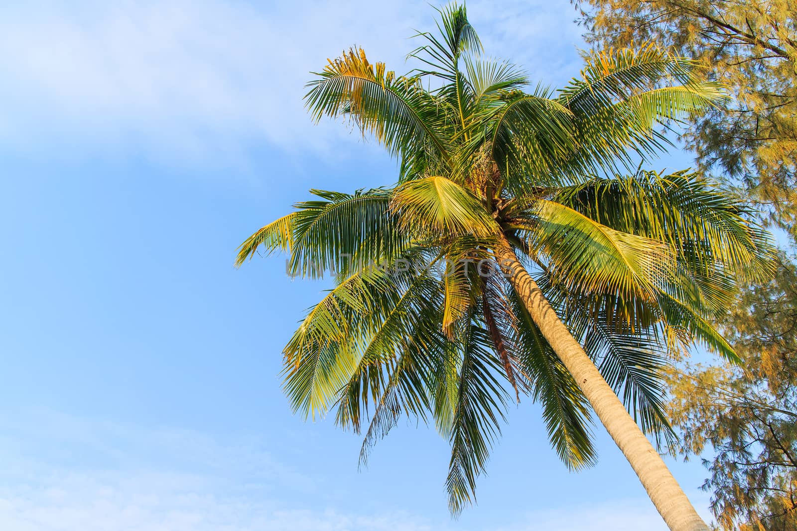 Palm trees with coconut under blue sky. 