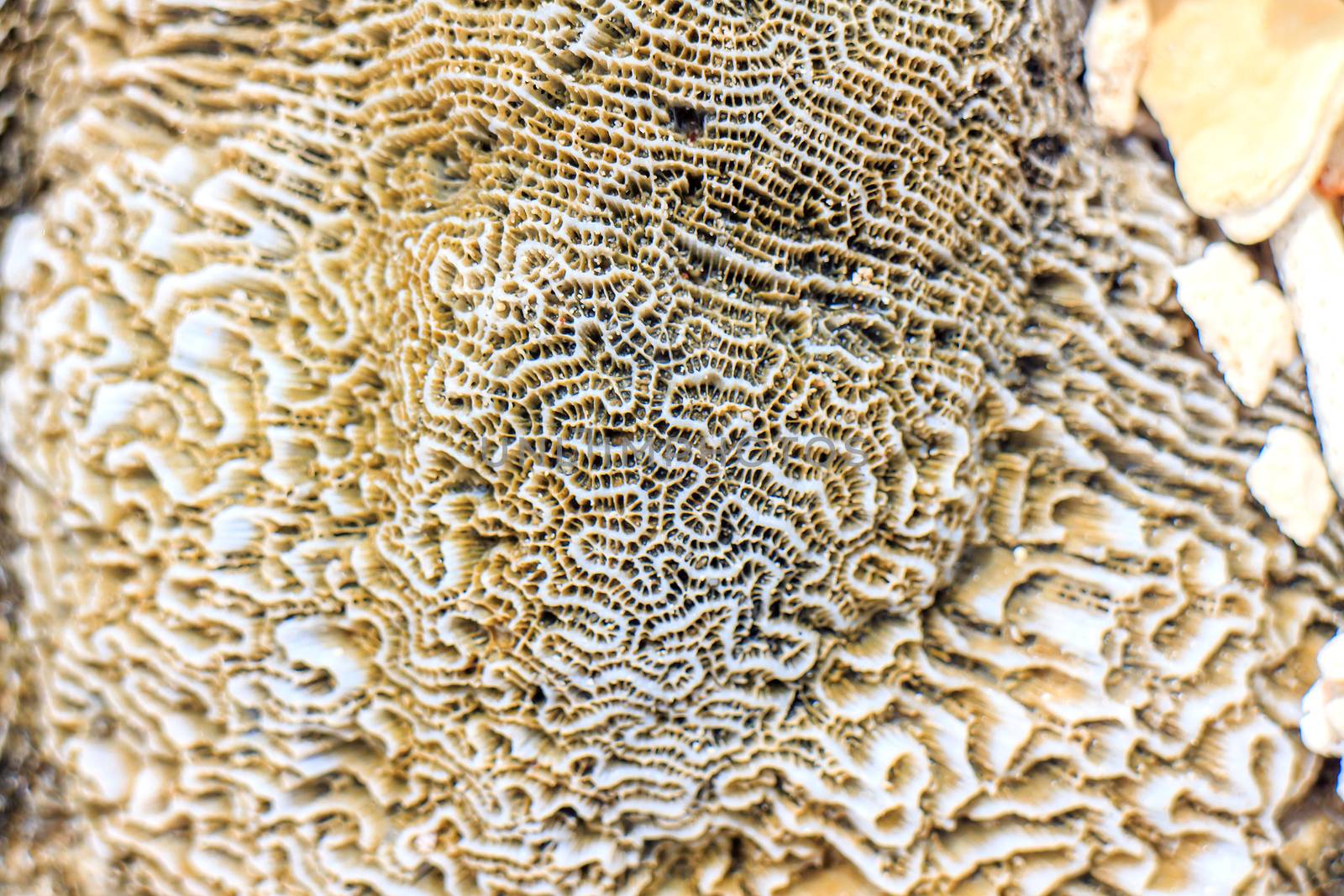 Abstract background - the brain coral close-up 
