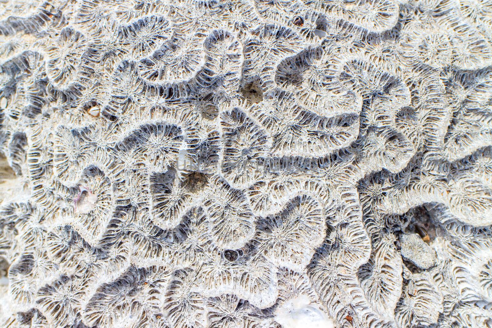 Abstract background - the brain coral close-up 