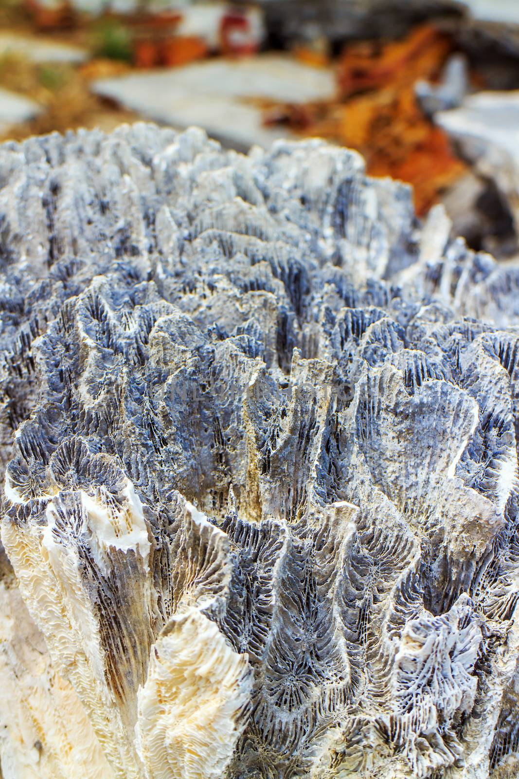 Abstract background - the brain coral close-up 