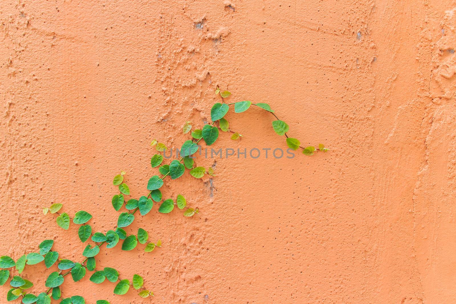The green creeper plant on a wall creates a beautiful background.