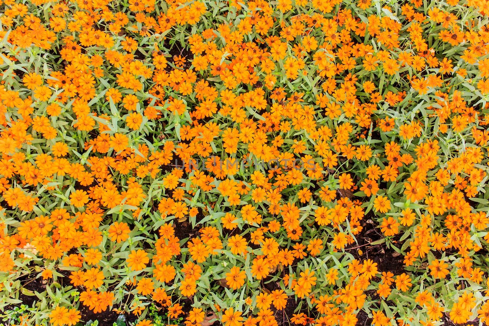 Orange Cosmos Flowers with green leaves in the background.