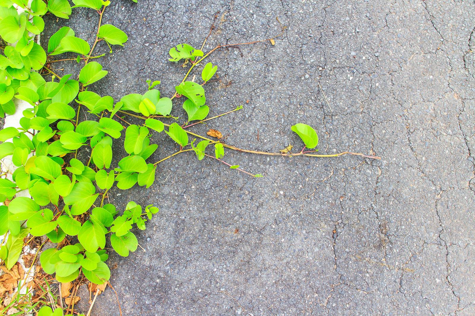 The green creeper plant on road a beautiful background.