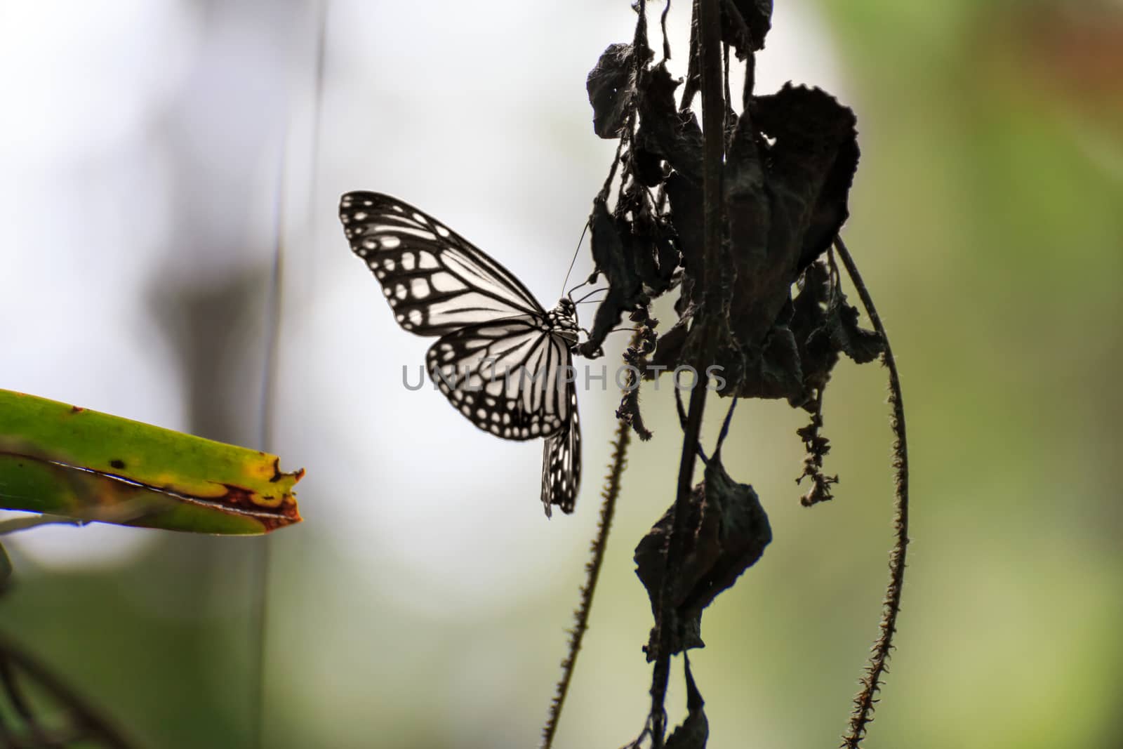 Beautiful butterfly on a branch in a garden.