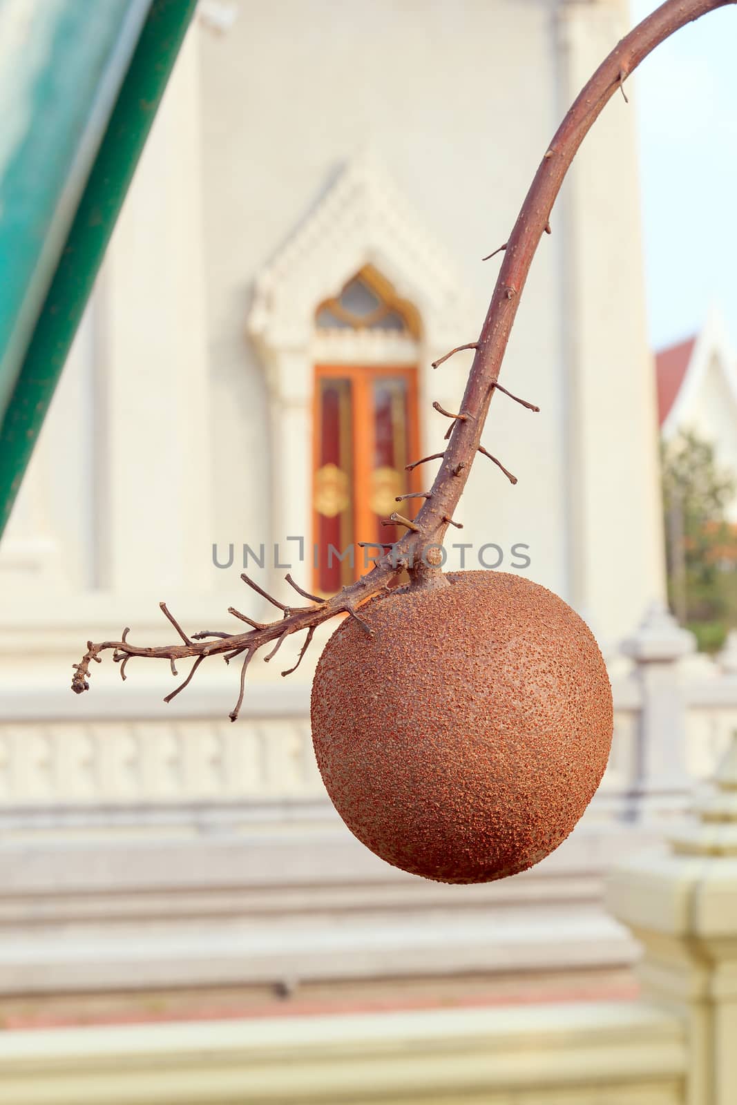 The beautiful cannon ball tree flower on the branch.