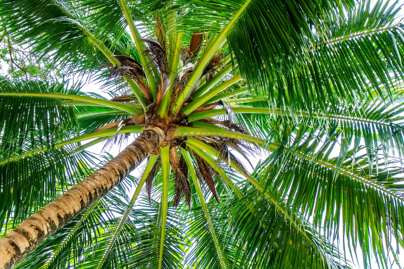 Palm trees with coconut under blue sky. 