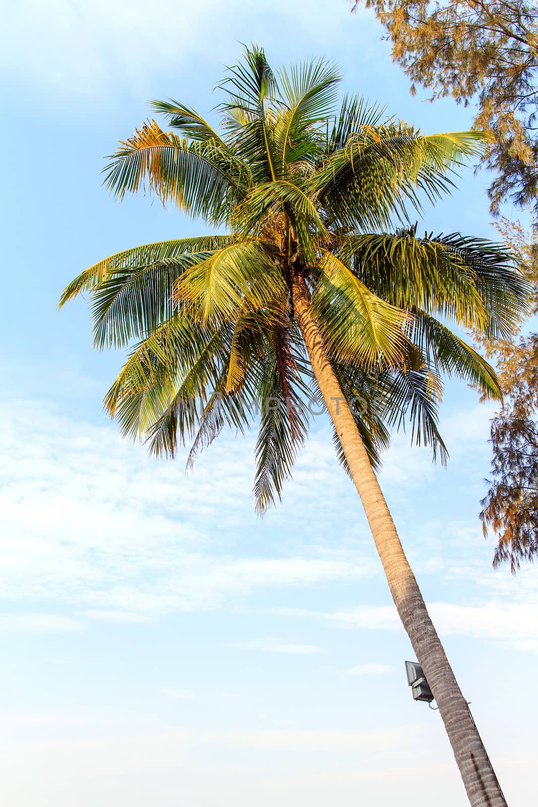 Palm trees with coconut under blue sky. 