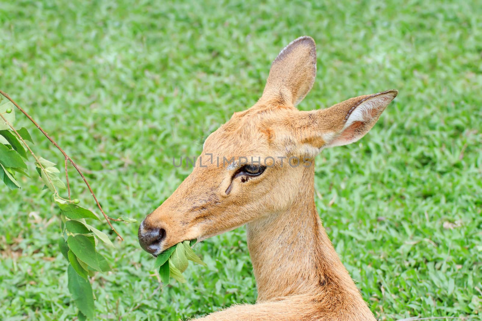 Female antelope in a Khao Kheow Zoo, Chonburi in thailand.