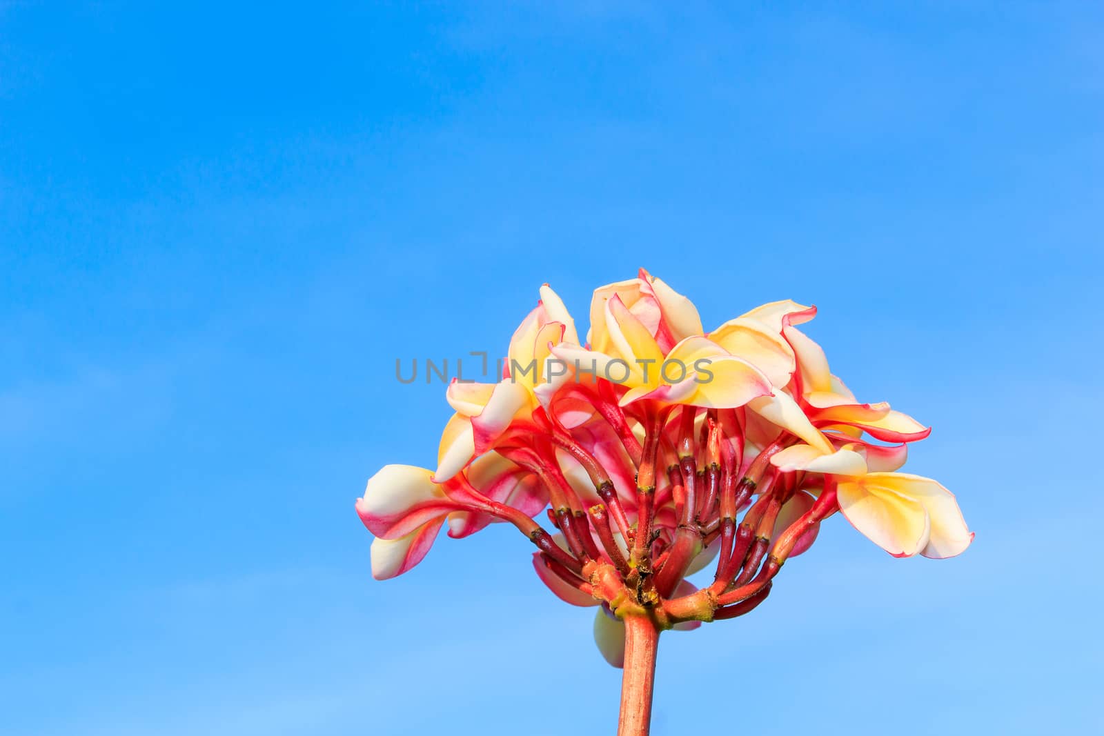 Yellow frangipani flowers with sky in the background.