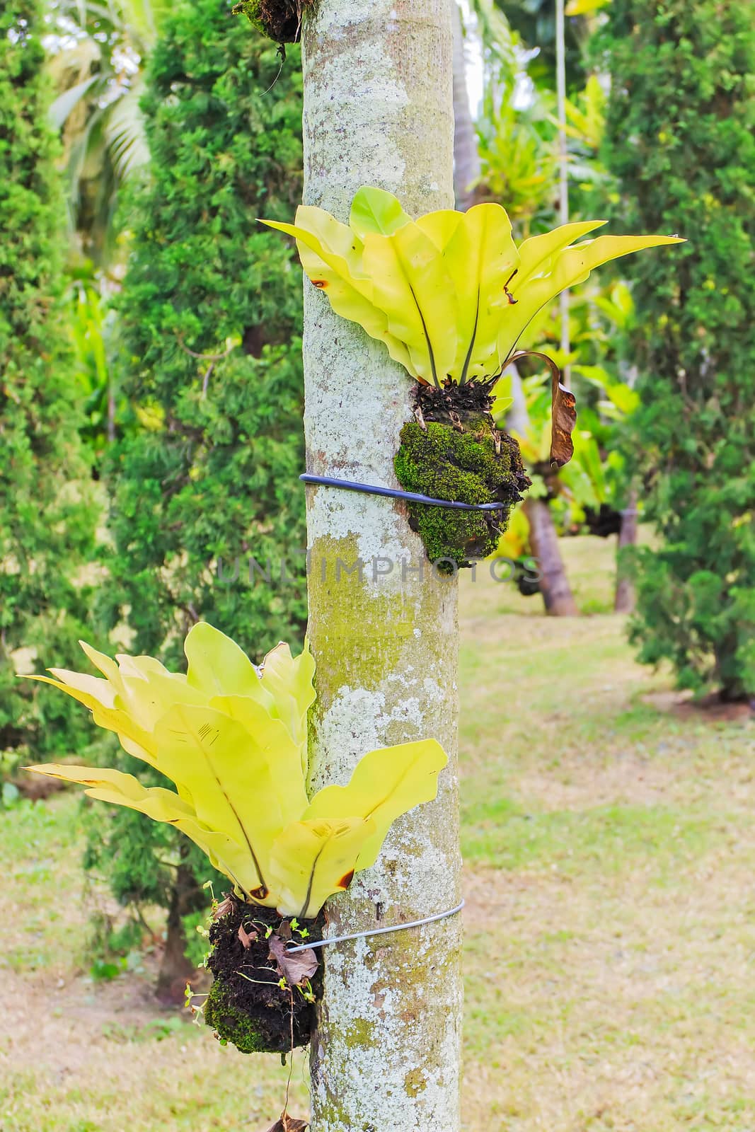 Fern plants cover on tree in the garden.