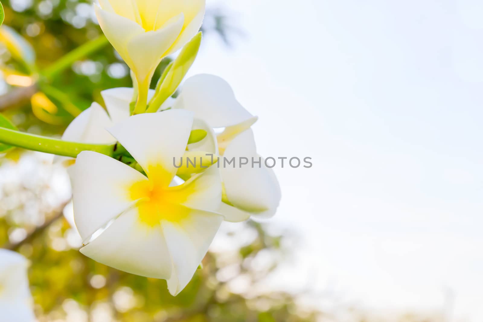 White frangipani flowers with park in the background.