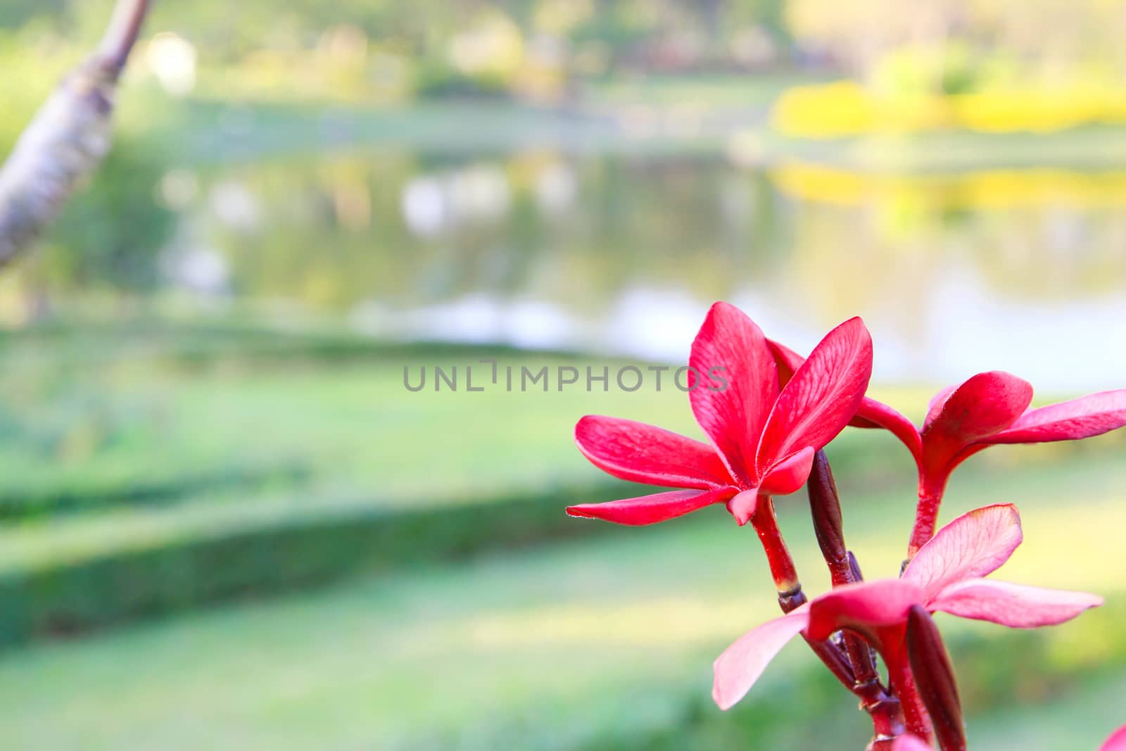 Red frangipani flowers with park in the background.