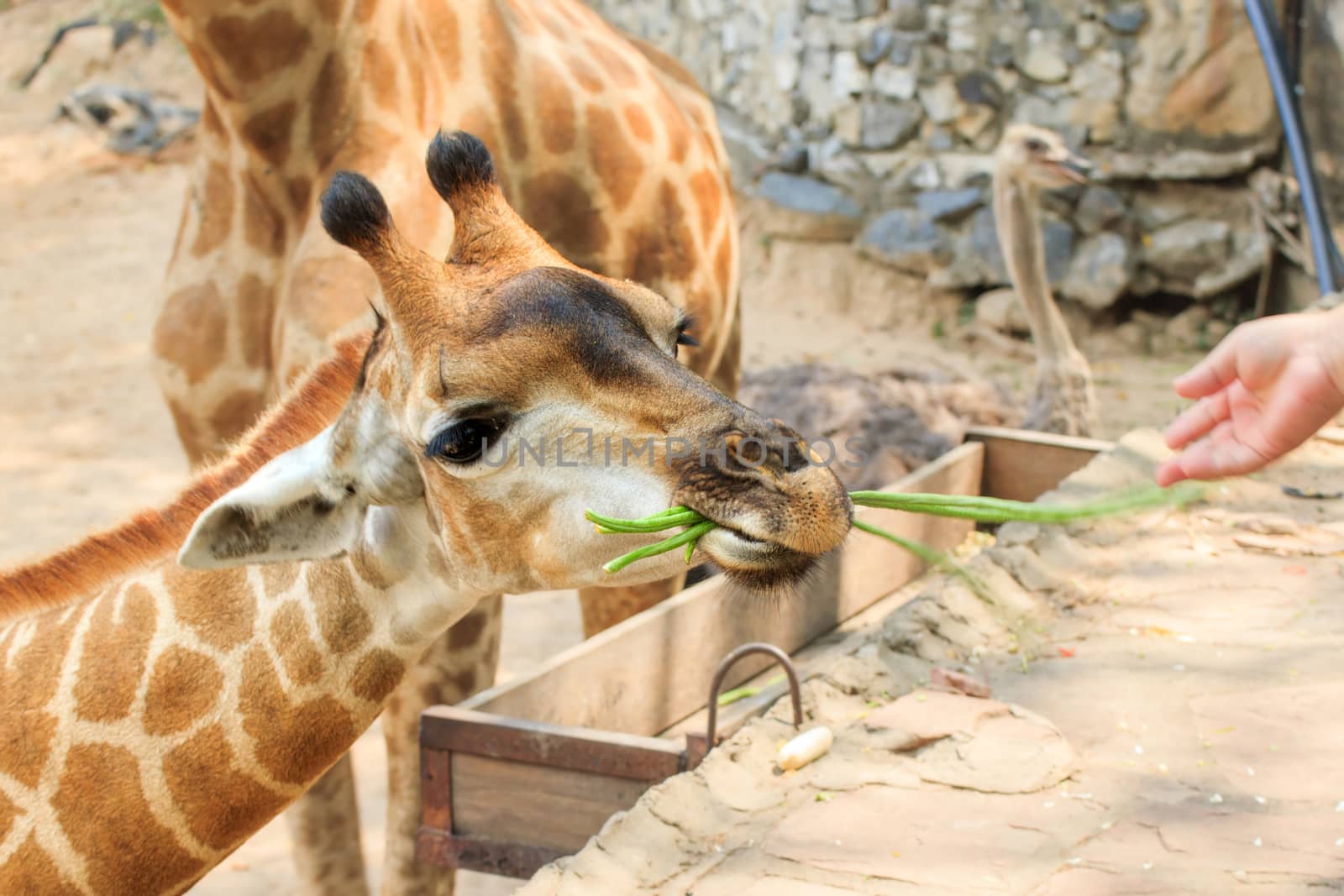 Giraffe in a Khao Kheow Zoo, Chonburi in thailand.