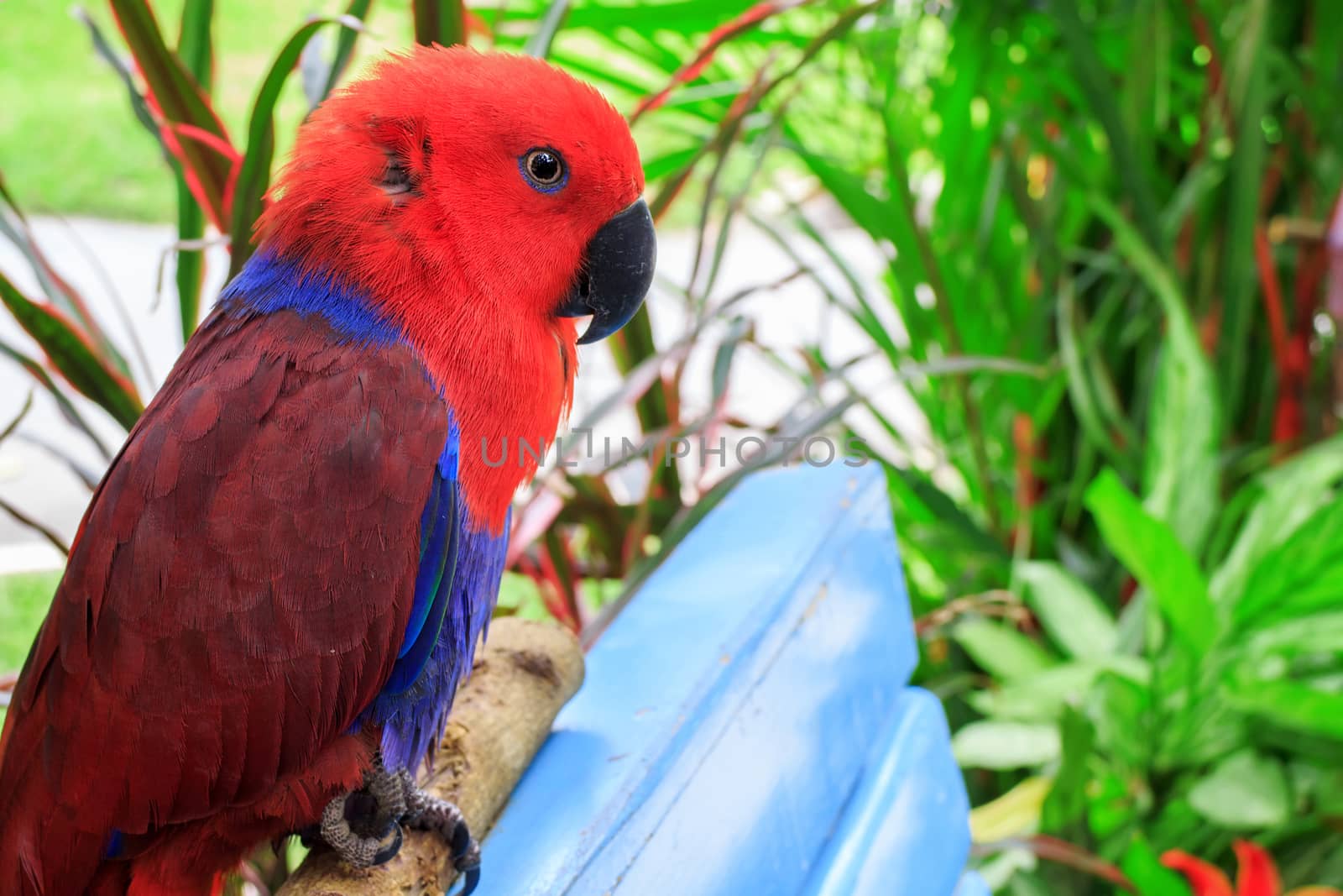 Beautiful Eclectus Parrot (Eclectus roratus) on branches in Zoo Khao Kheow, Thailand.