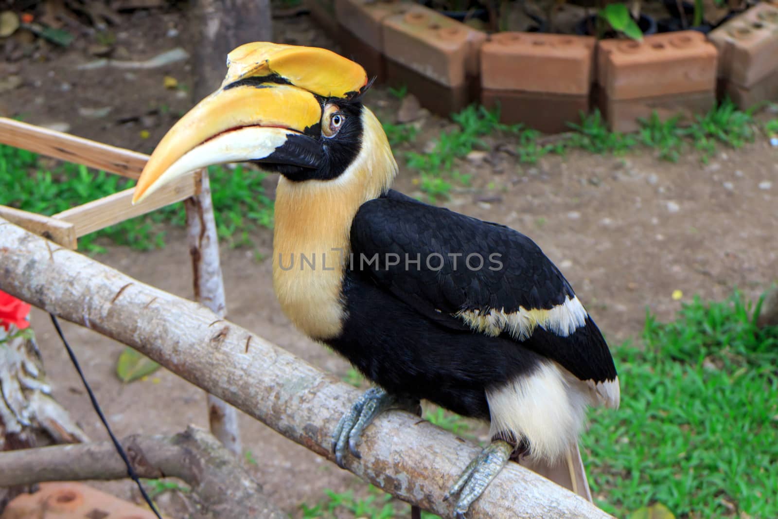 Great Hornbill on branch in the Zoo Khao Kheow.
