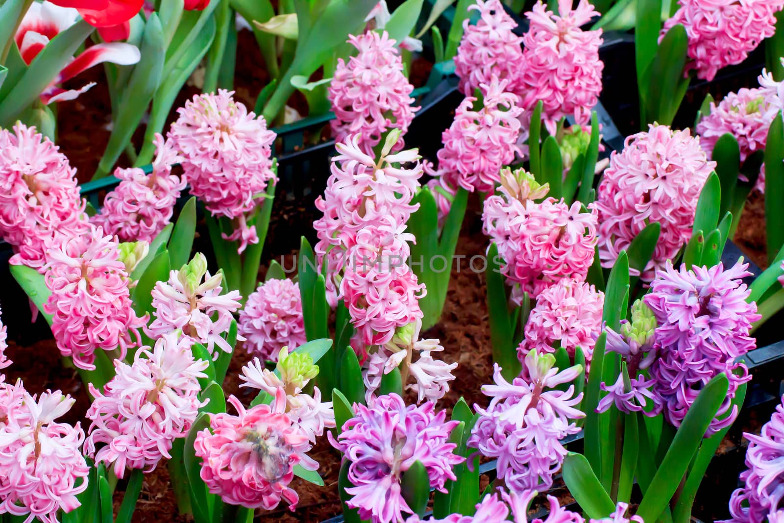 Beautiful summer bunch of flowers. Floral pattern. Hyacinth.