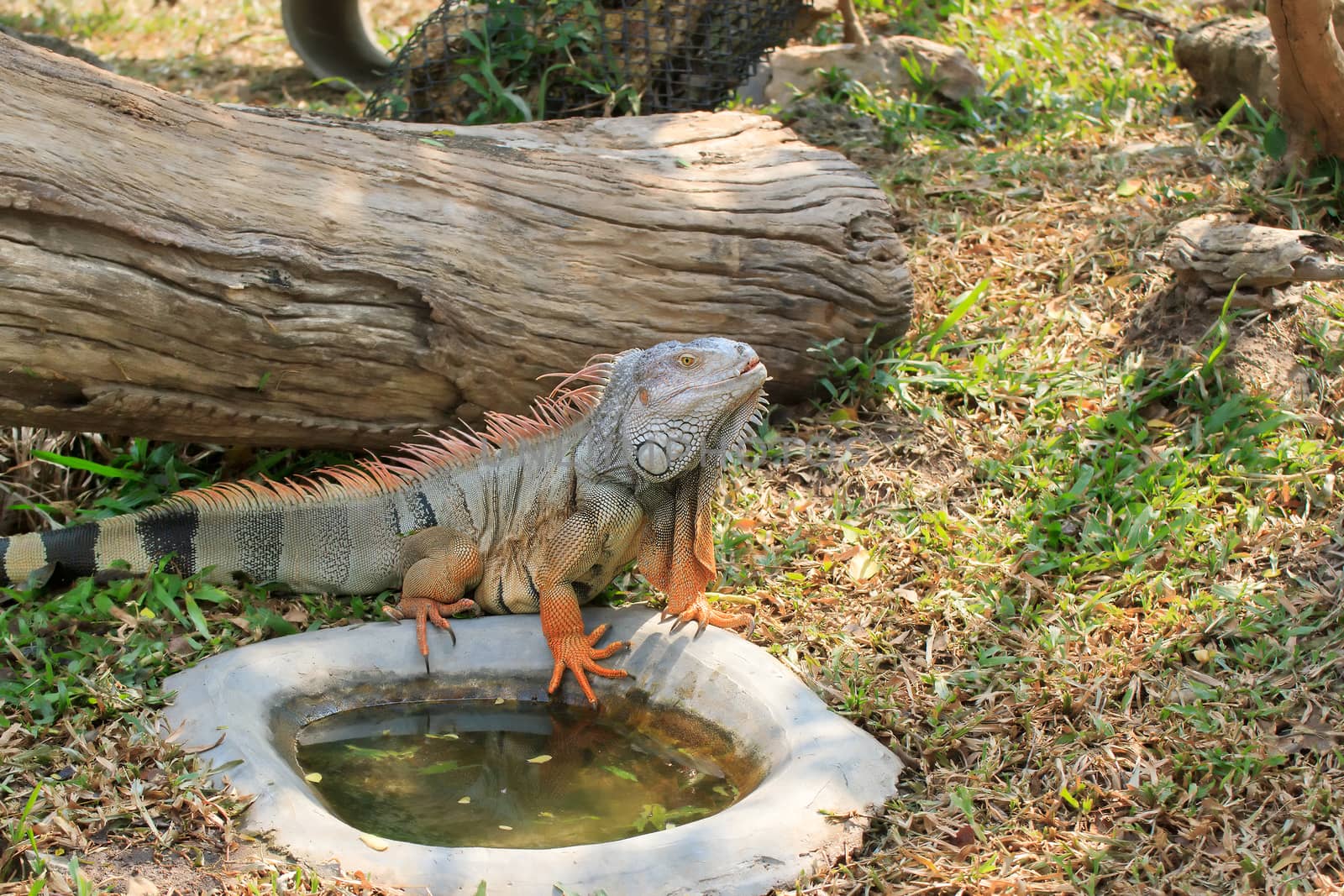 Mature male Green Iguana (Latin name: Iguana iguana).