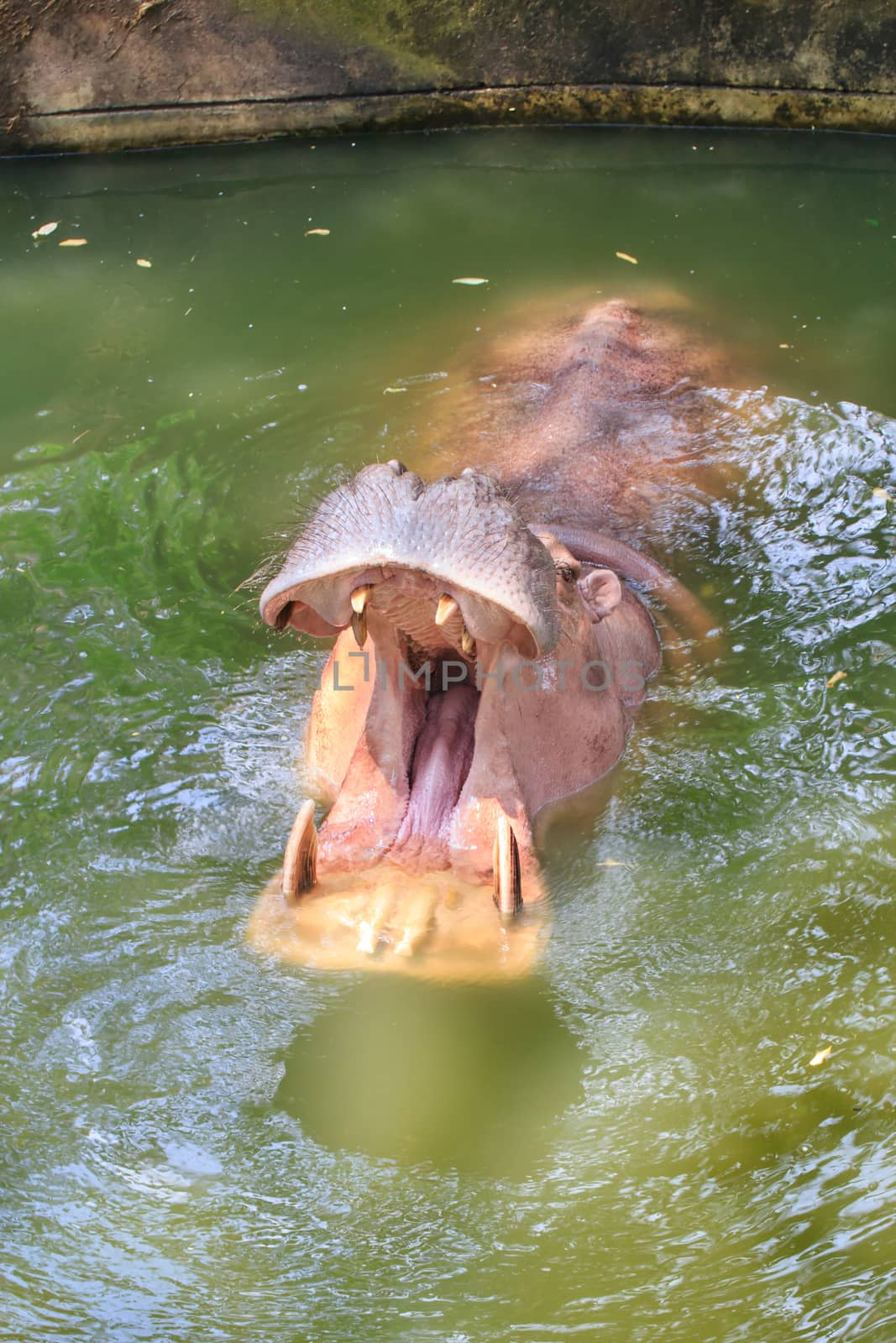 Hippos feeding at a zoo in Thailand.