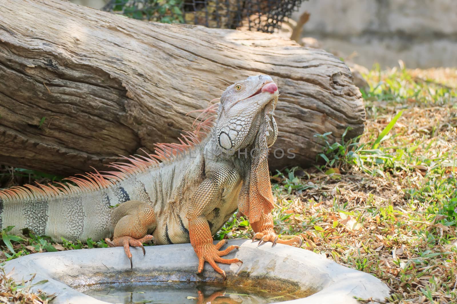 Mature male Green Iguana (Latin name: Iguana iguana).