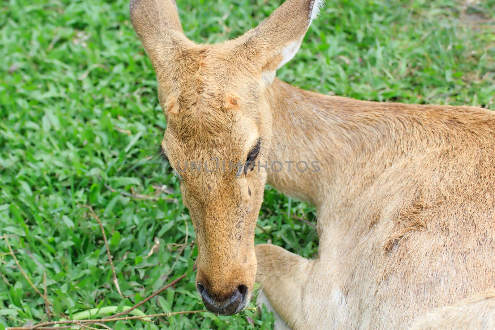 Female antelope in a Khao Kheow Zoo, Chonburi in thailand.