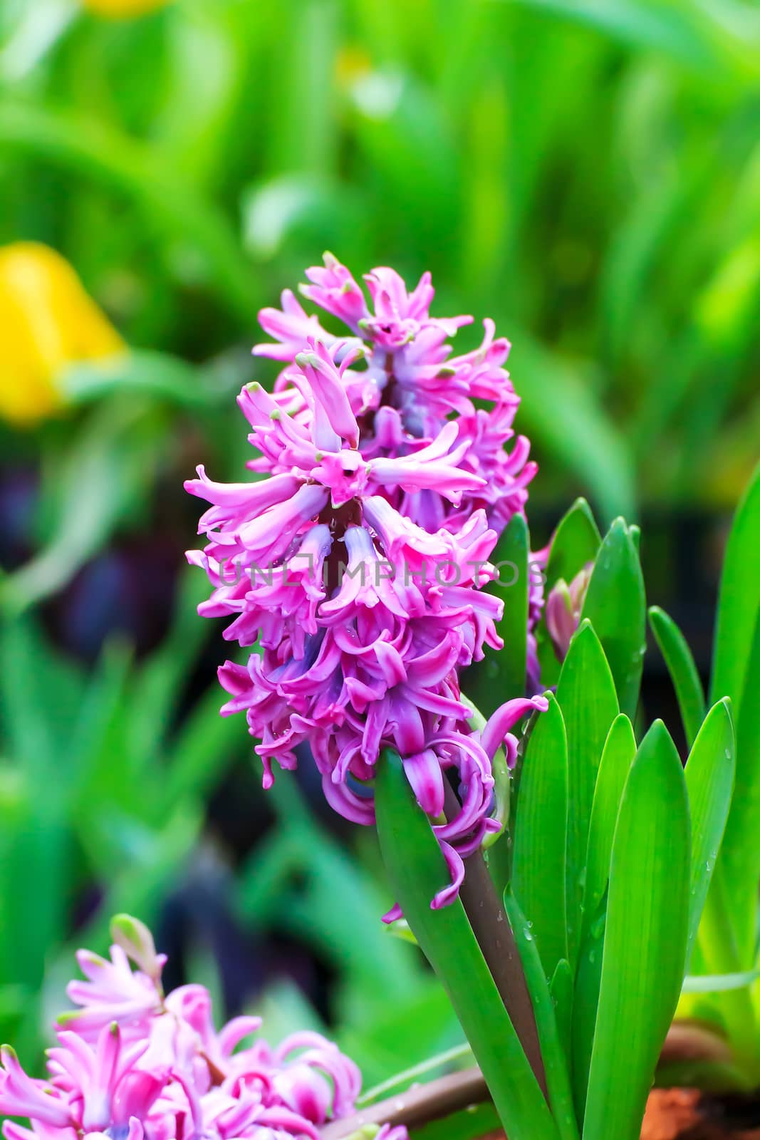 Beautiful summer bunch of flowers. Floral pattern. Hyacinth.